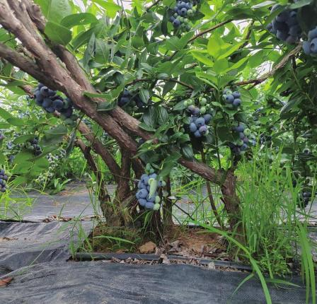 蓝莓大棚水肥一体化种植方案(图2)