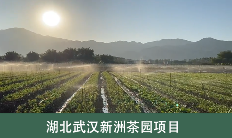 茶园水肥一体化建设方案