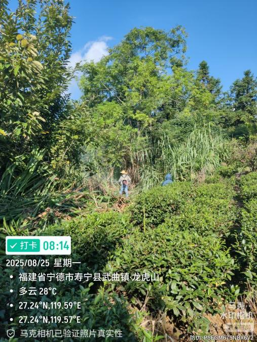 茶园水肥一体化建设方案(图8) 茶园水肥一体化建设方案(图8)