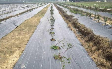蓝莓大棚水肥一体化种植方案(图6)