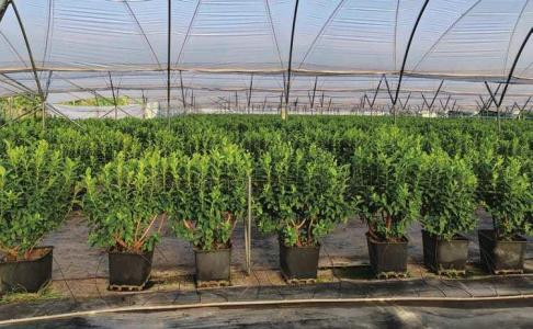 蓝莓大棚水肥一体化种植方案(图10) 蓝莓大棚水肥一体化种植方案(图10)