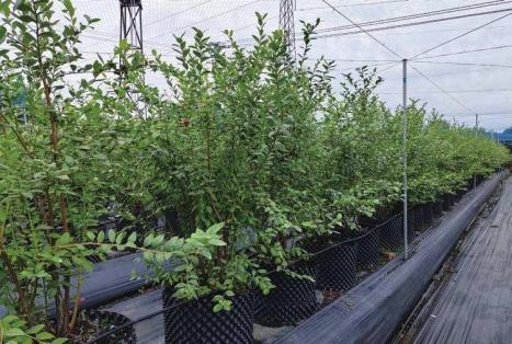 蓝莓大棚水肥一体化种植方案(图9)
